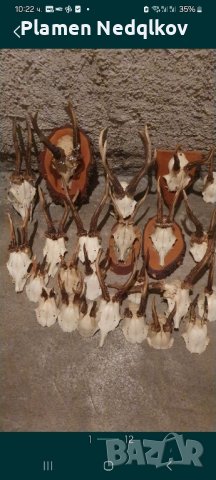 Рога за декорация., снимка 2 - Декорация за дома - 43983270