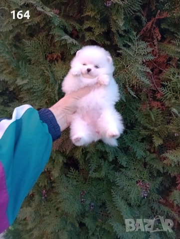 Женски Померани. Различни възрасти!, снимка 4 - Померан - 52725199