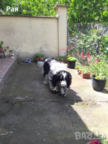 Спрингер Шпаньол, снимка 3 - Шпаньоли - 40821293