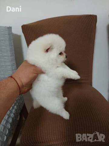 Mini Pomeran , снимка 2 - Померан - 53417593