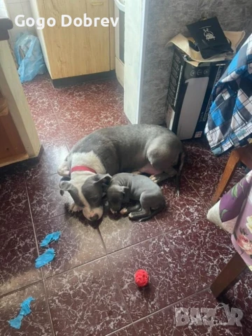 американско були ХЛ, снимка 1