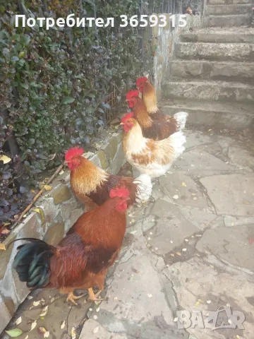 Петле  Джилинг, снимка 1