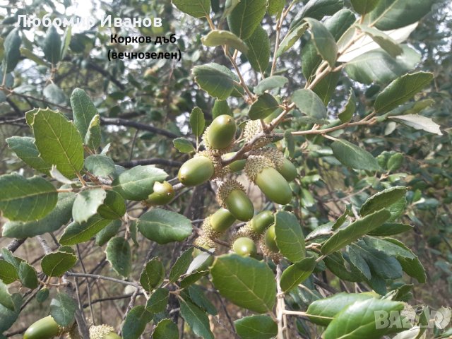 Семена от широколистни видове - Дъб Скоруша Бук Габър Еводия Албиция Пекан Лимон Глог Рожков, снимка 7 - Сортови семена и луковици - 27354748