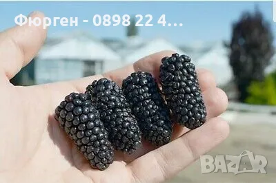 Къпина без бодли сорт Джъмбо "JUMBO"