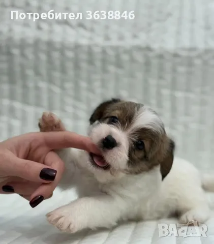 Твърдосокмест джак ръсел