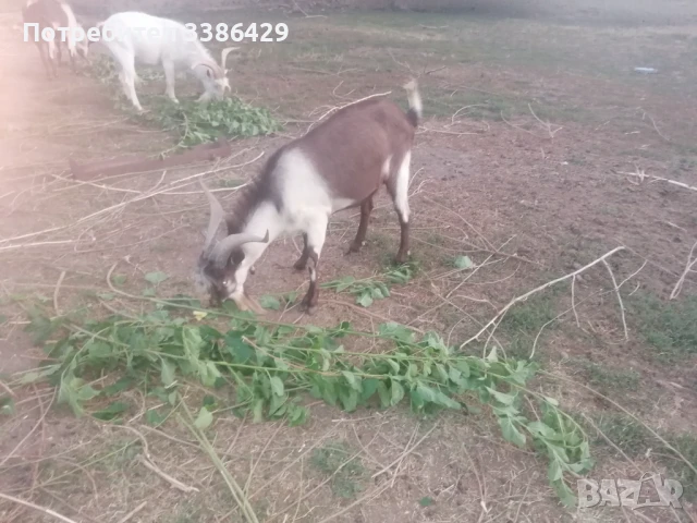 Ярета и пръчове , снимка 3 - Кози - 51078813