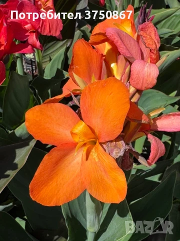 💞🌺💞 Canna CANNOVA / Кана 💞🌺💞, снимка 8 - Градински цветя и растения - 51003774
