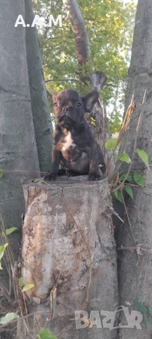 Френски булдочета 111 дни, снимка 16 - Други - 51492688