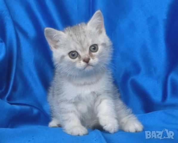 Британски късокосмести котата