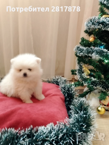 мини Померан на 50 дни , снимка 2 - Померан - 52658152