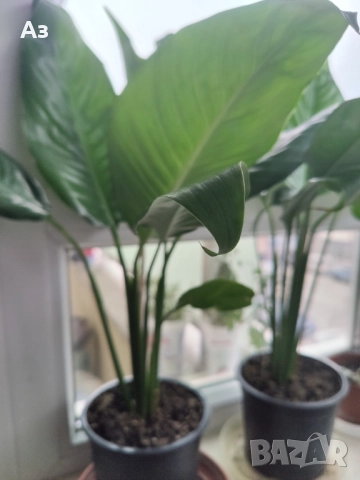 Цветя Спатифилум - големи, в начало на цъфтеж, 6 броя налични