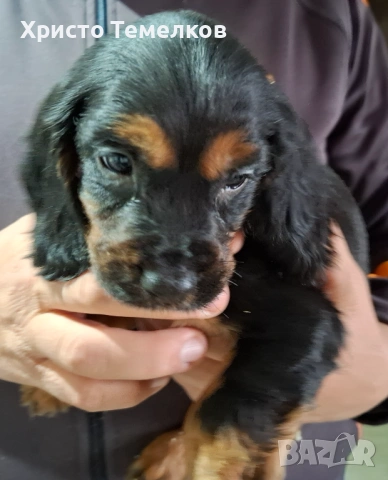 Продавам малки кокер шпаньоли, снимка 4 - Кокер шпаньол - 53458798