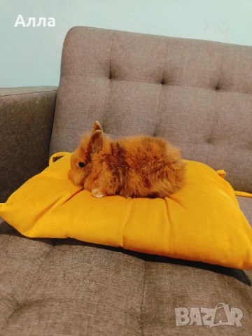 Декоративни зайчета 