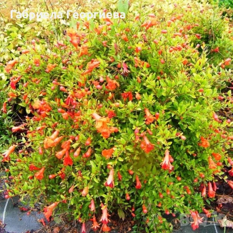 Мини Нар, снимка 2 - Градински цветя и растения - 50789089