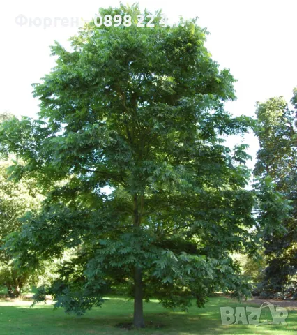  Орех Пекан - Фиданки , снимка 3 - Разсади - 47897202