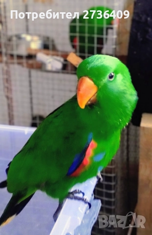 Папагал еклектус 