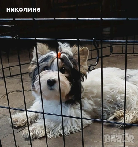 Продавам Йоркширски териер , снимка 7 - Йоркширски териер - 52706932