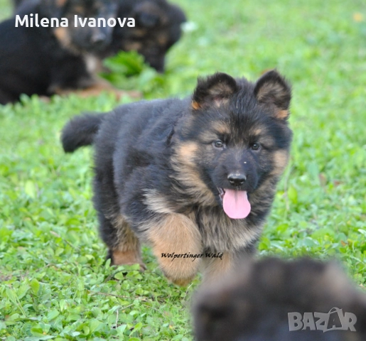 Мъжки немски овчарки с ДЪЛЪГ косъм , снимка 12 - Немска овчарка - 52510345