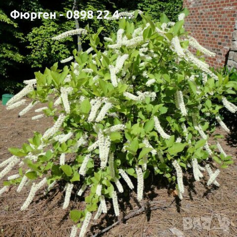 Итеа Виргиника(Itea virginica), снимка 6 - Разсади - 36816511