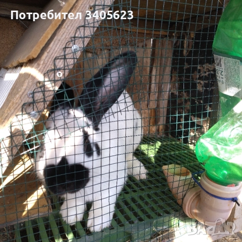 зайци мъжки и женски на различна възраст , снимка 10 - Други - 46286845