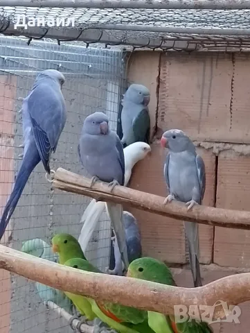 Малки александри , снимка 5 - Папагали - 47331677