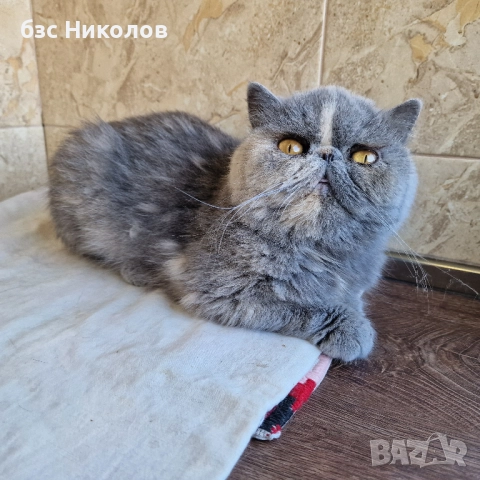 Женски екзотични персийски котки на 4,5 години 2,5 години и на 4 месеца., снимка 3 - Персийска - 51485263