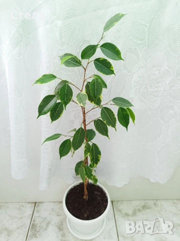 Сциндапсус, Индрише, Бенджамин и други стайни цветя , снимка 9 - Стайни растения - 48091125