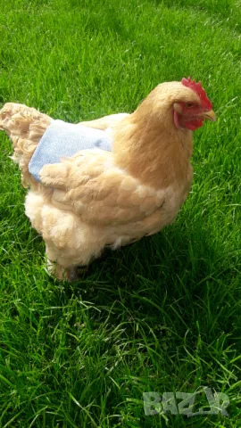 Седло за кокошки, снимка 5 - За птици - 48686775