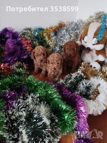 Той Пуделчета , снимка 2 - Пудели - 52909276