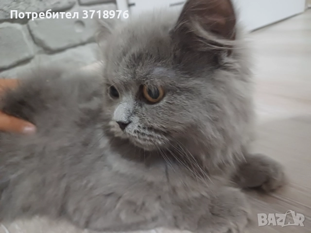 Британска дългокосместа котка, снимка 1