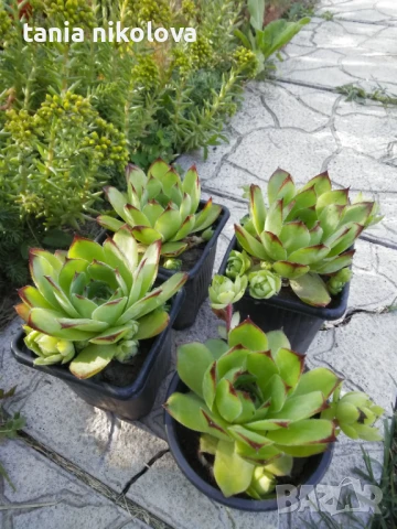  Дебелец  и седум