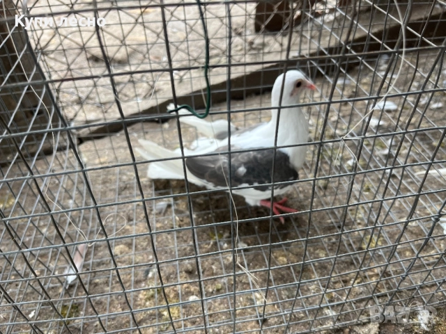 Пощи на капак гълъби , снимка 14 - Гълъби - 52455778