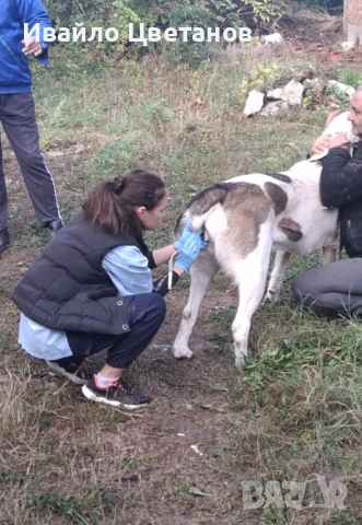 Алабай, снимка 8 - Алабай - 53384305