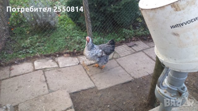 Оплодени яйца от породисти Катунски кокошки, снимка 3 - Кокошки и пуйки - 27672918