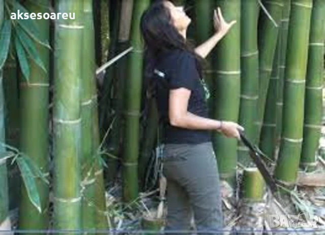 Качествени Семена от бамбук Bambusa arundinacea бързо растящи бамбукови растения за украса на дома, снимка 2 - Сортови семена и луковици - 50483666