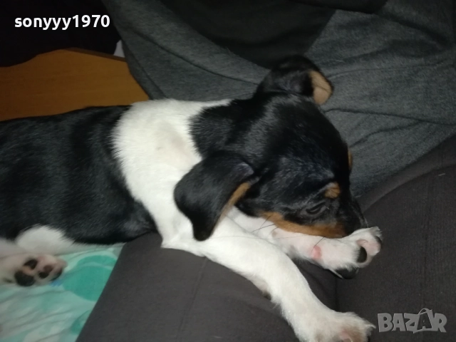 ДЖАК РЪСЕЛ-ЖЕНСКО БЕБЕ ДЖАК 0611250831, снимка 18 - Джак ръсел териер - 52314145