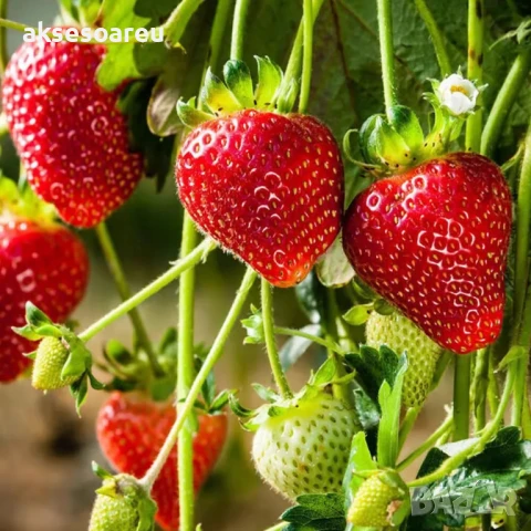 100 бр. ягодови семена от гигантска ягода градинско плодово растение сладки и вкусни червени ягоди, снимка 3 - Сортови семена и луковици - 50619114