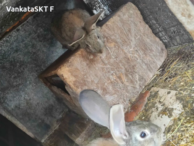 Заичета, снимка 4 - Други - 53492788