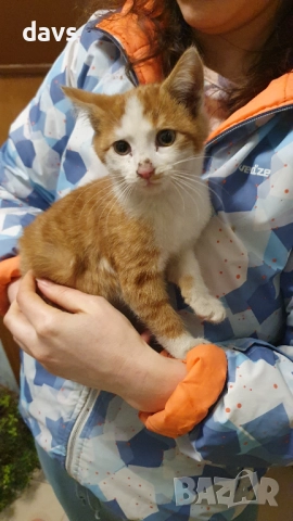 Намерено - Рижаво мъниче спешно търси дом, снимка 14 - Изгубени/намерени - 52807597