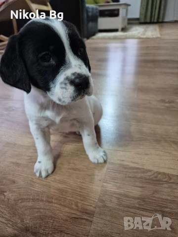 продаваме лабрадор , снимка 14 - Лабрадор ретривър - 53063685