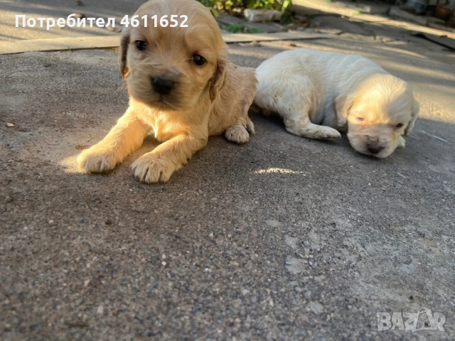 кокерчета, снимка 2 - Шпаньоли - 52281572