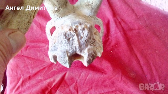 Череп от сръндак , снимка 5 - Антикварни и старинни предмети - 38115260