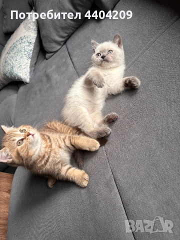 Британски късокосмести, снимка 2 - Британска късокосместа - 52344985