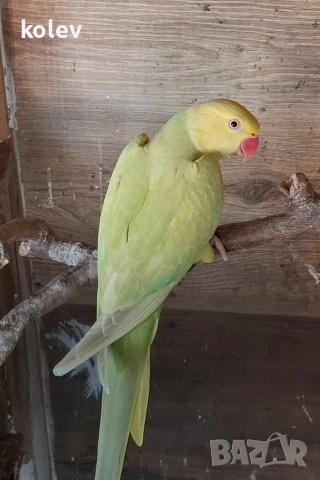 Папагал Малък Александър /женска 2г.