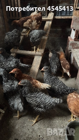 Кокошки ярки, уоман барун и спербек