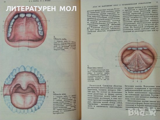 Атлас по фантомному курсу в терапевтической стоматологии. Е.А. Магид, Н.А. Мухин 1981 г. Език: Руски, снимка 4 - Специализирана литература - 38112490