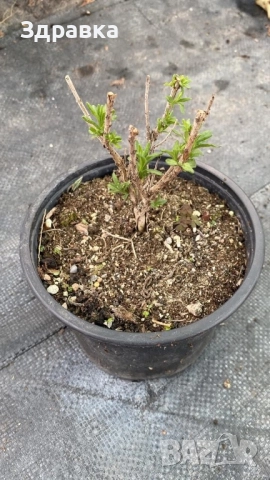 Лавандула , снимка 2 - Градински цветя и растения - 52634482