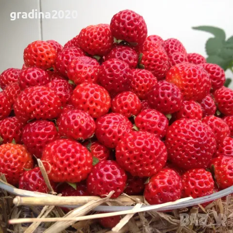 ЯГОДА МАЛИНА FRAMBERRY