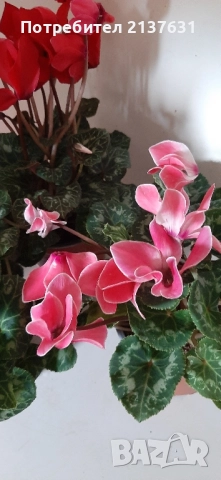ЦИКЛАМА '- СТАЙНО ЦВЕТЕ , снимка 3 - Стайни растения - 51679081