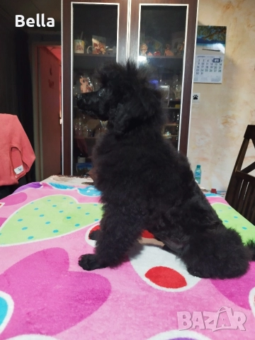 Мини пудел, снимка 5 - Пудели - 52673460